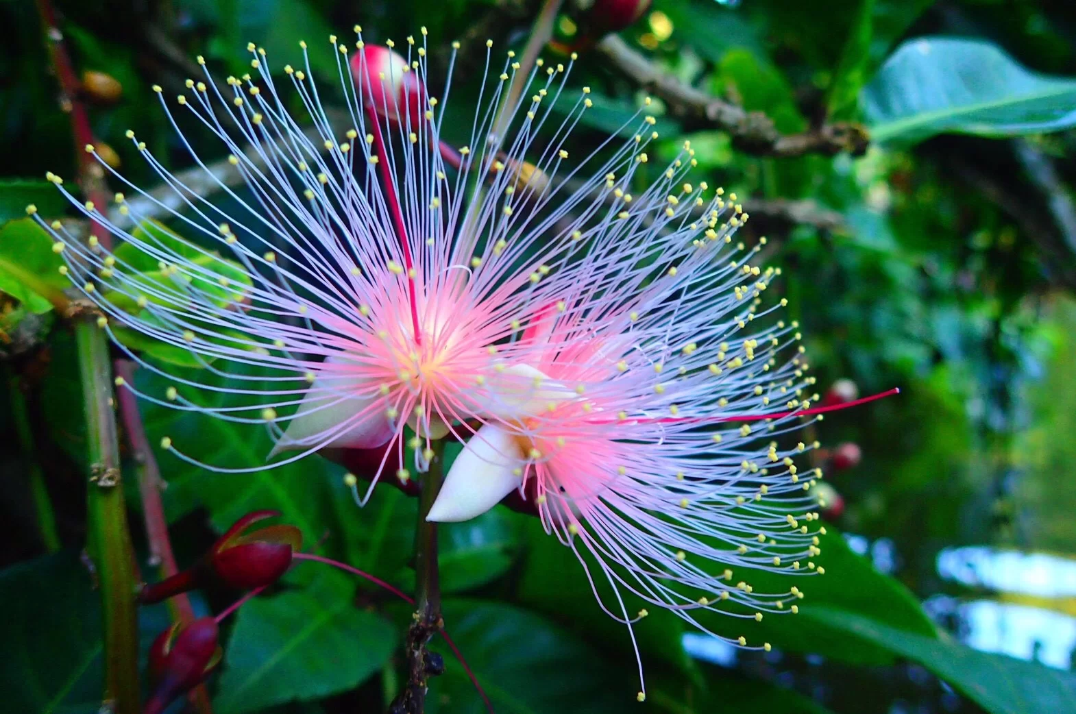 Barringtonia racemosa seeds🌸