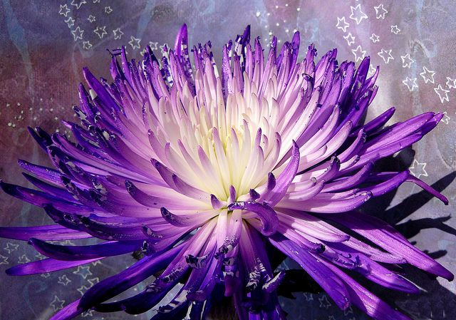 Mixed Spider Mums Flower Seeds-Over 20 Colors