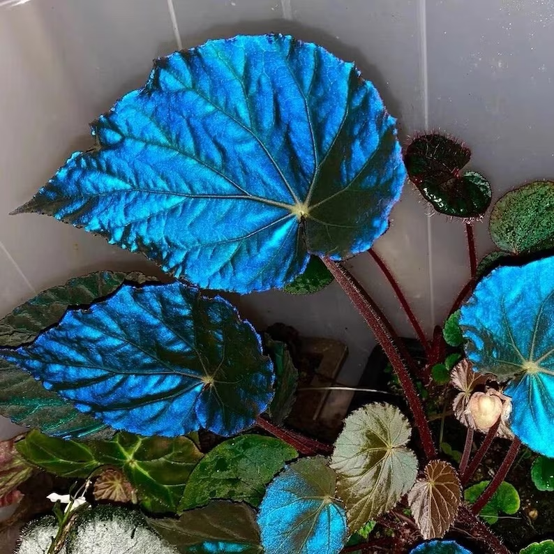 Peacock Begonia Seeds - blue begonia