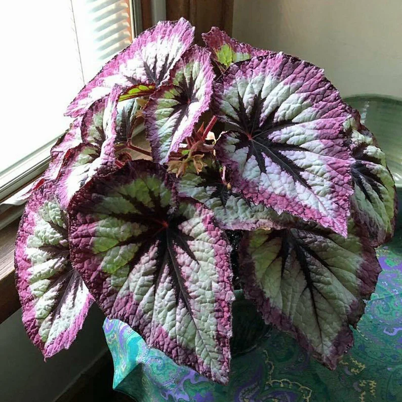 FIRE WOMAN SEEDS -- Harmony's Rex Begonia Gorgeous 100% natural