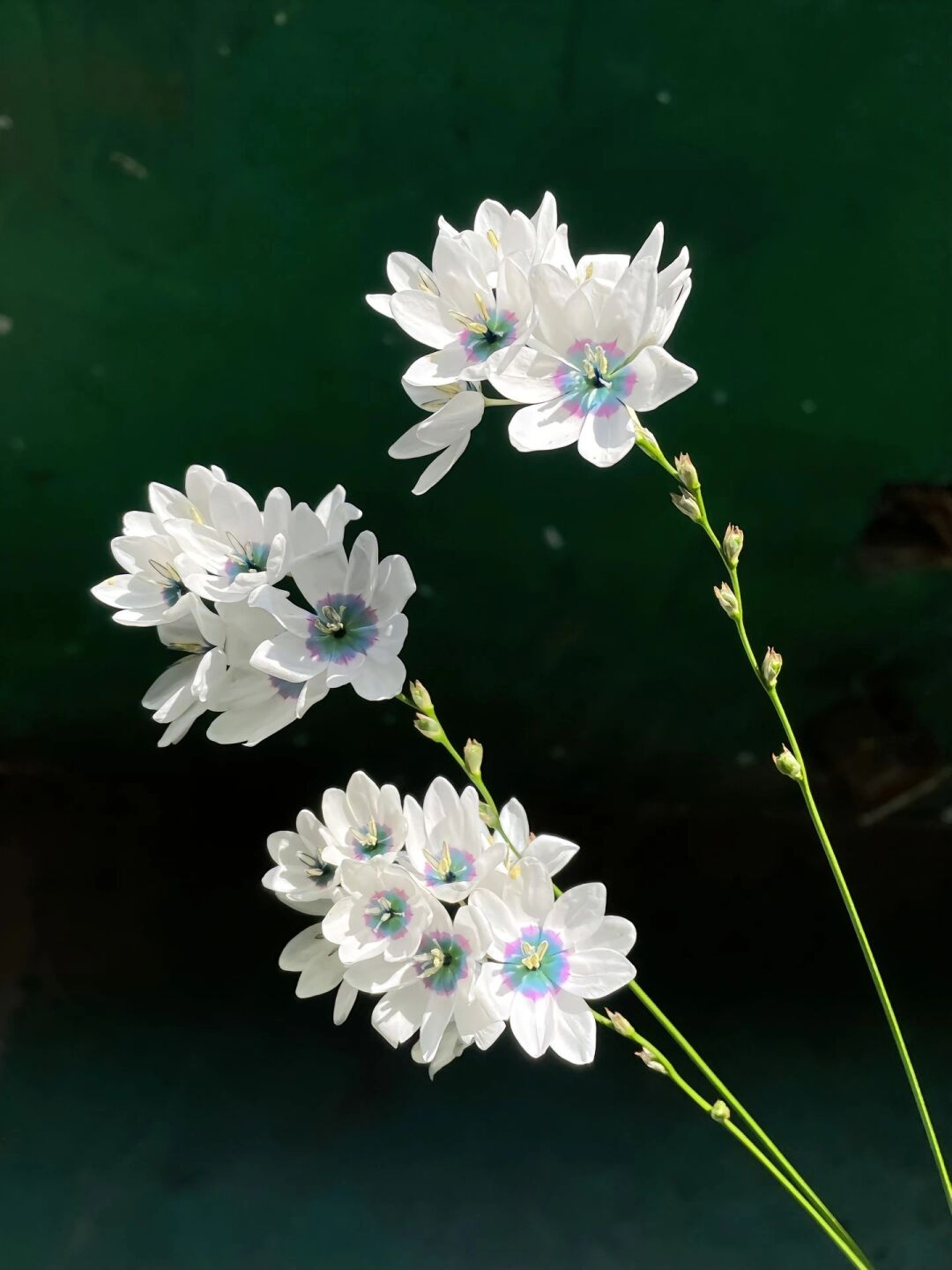 Rare White-Patterned Valley Iris
