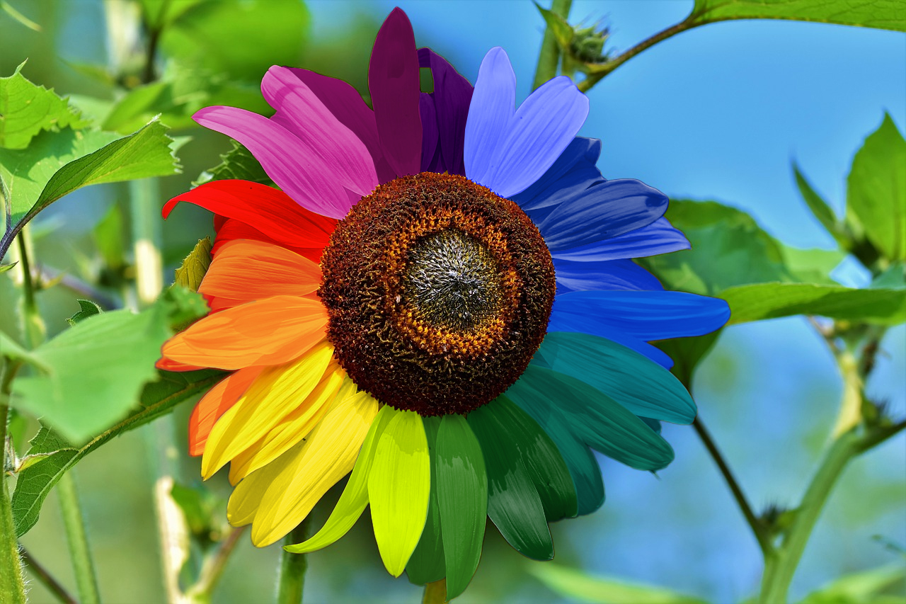 Rainbow Sunflower🌻Very Rare ✨🎉LAST DAY 50% Off