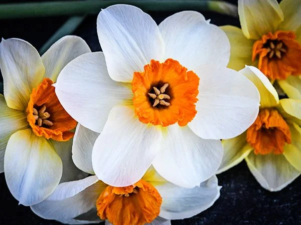 DAFFODIL, BARRET BROWNING (10 BULBS)