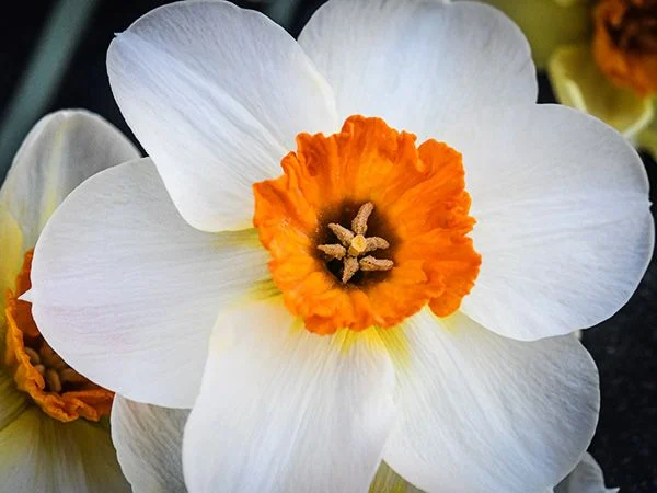 DAFFODIL, BARRET BROWNING (10 BULBS)