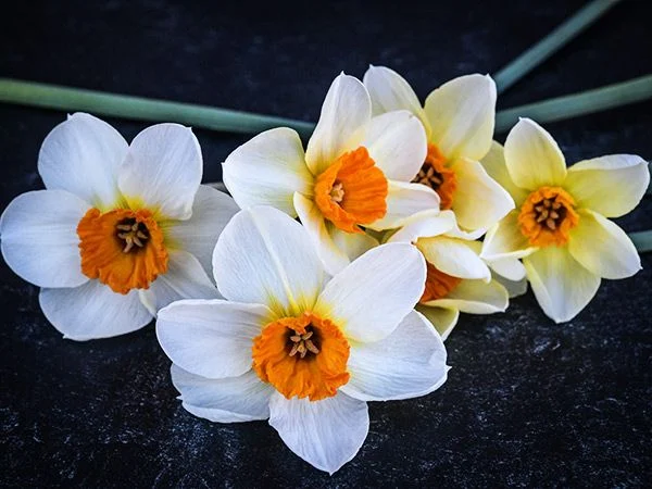 DAFFODIL, BARRET BROWNING (10 BULBS)