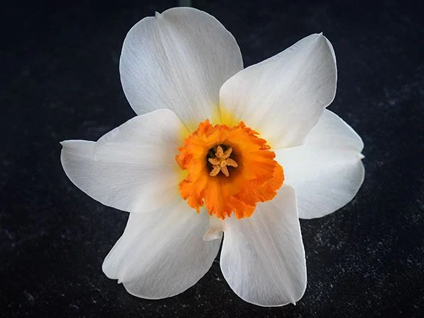 DAFFODIL, BARRET BROWNING (10 BULBS)