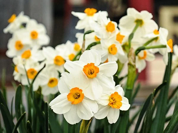 DAFFODIL, BARRET BROWNING (10 BULBS)
