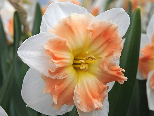 DAFFODIL, MALLEE (10 BULBS)
