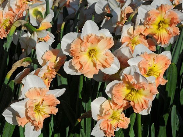 DAFFODIL, MALLEE (10 BULBS)