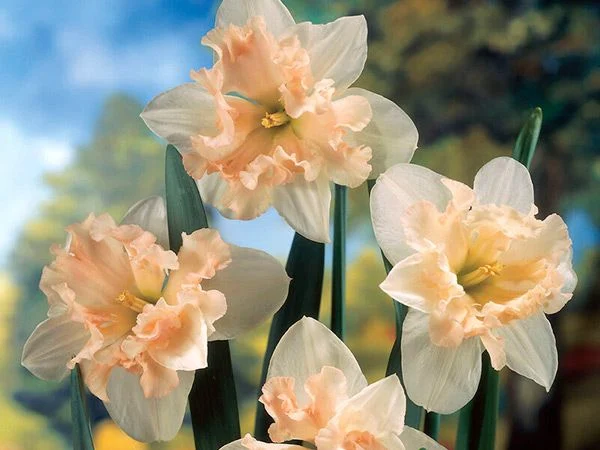DAFFODIL, PALMERES (10 BULBS)