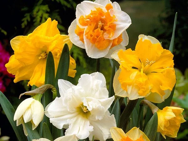 DAFFODIL, PAPILLON MIXED (10 BULBS)