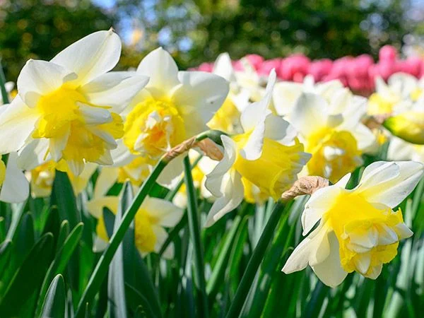 DAFFODIL, POPEYE (10 BULBS)