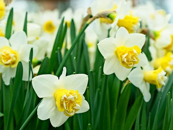 DAFFODIL, POPEYE (10 BULBS)
