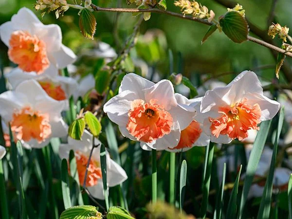 DAFFODIL, PRECOCIOUS (10 BULBS)