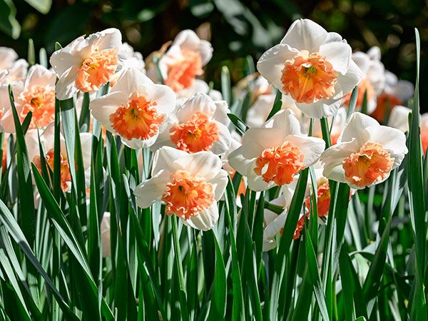 DAFFODIL, PRECOCIOUS (10 BULBS)
