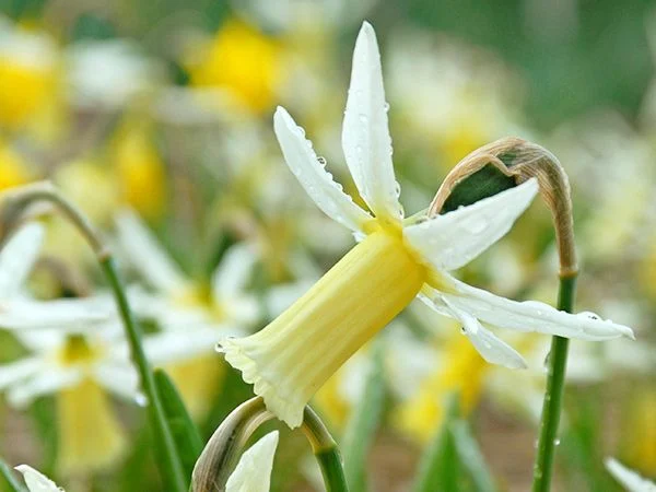 DAFFODIL, SNIPE (10 BULBS)