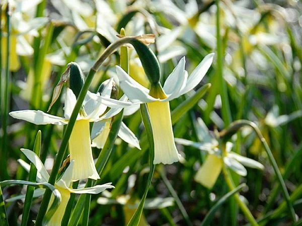 DAFFODIL, SNIPE (10 BULBS)