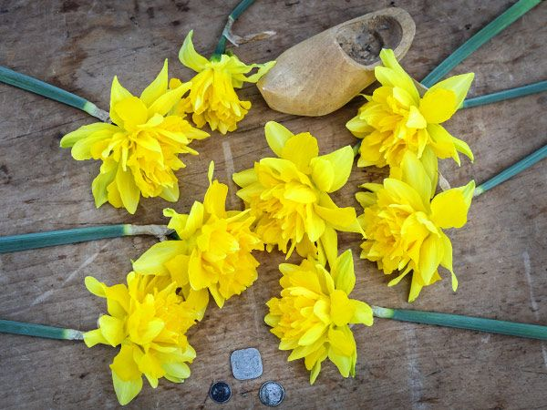 [Copy]DAFFODIL, SNIPE (10 BULBS)