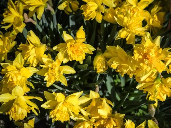 [Copy]DAFFODIL, SNIPE (10 BULBS)