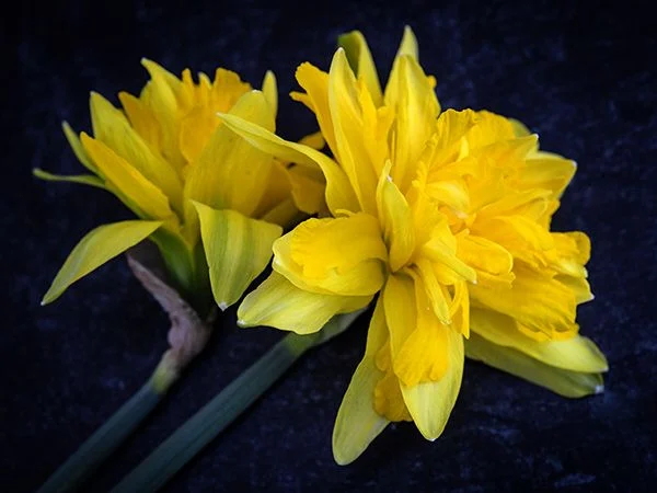 [Copy]DAFFODIL, SNIPE (10 BULBS)