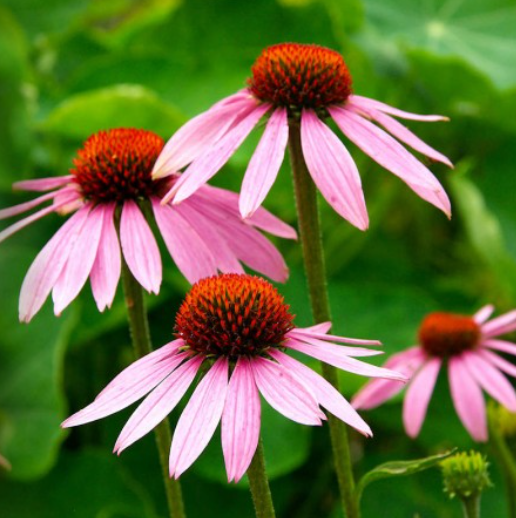 PURPLE CONEFLOWER SEEDS