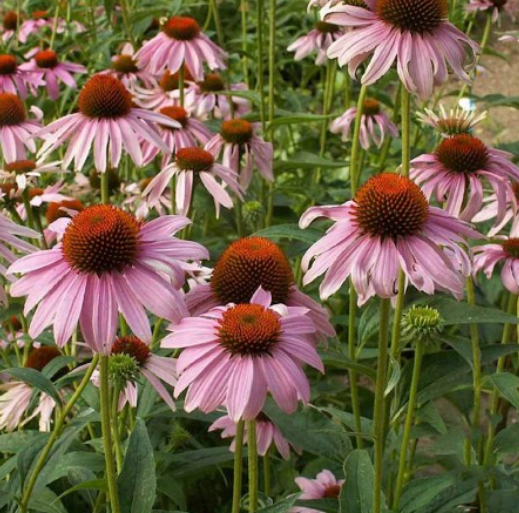 PURPLE CONEFLOWER SEEDS