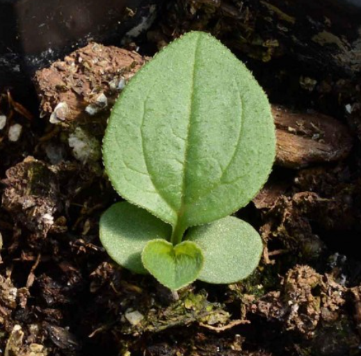 PURPLE CONEFLOWER SEEDS