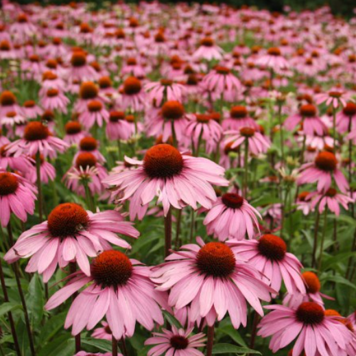 PURPLE CONEFLOWER SEEDS