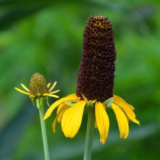 GREAT CONEFLOWER SEEDS