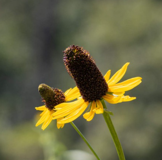 GREAT CONEFLOWER SEEDS