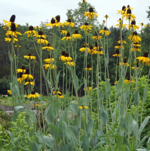 GREAT CONEFLOWER SEEDS