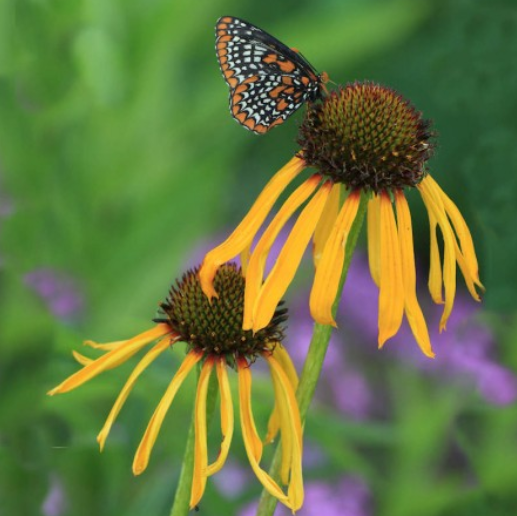 BUSH'S CONEFLOWER SEEDS