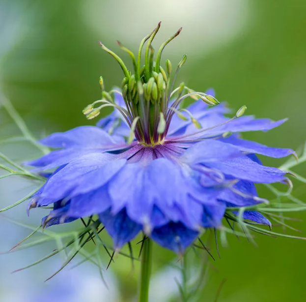 Nigella