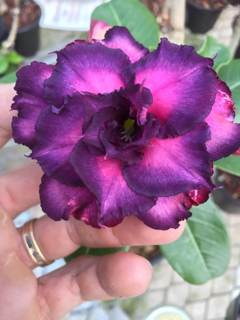  Lilac Desert Rose Seeds 