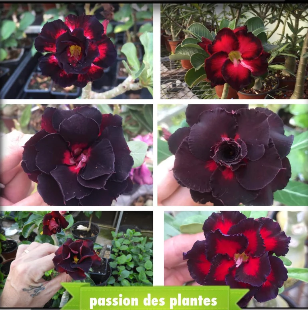 Red heart with black border desert Rose Seeds 