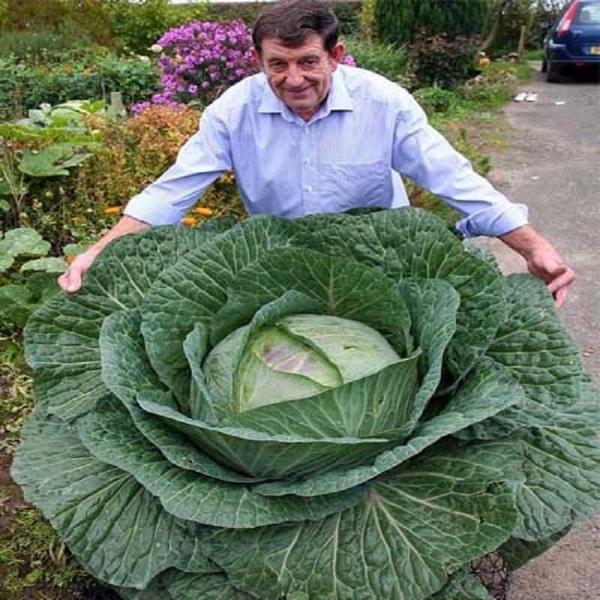 Giant Russian Cabbage Seeds