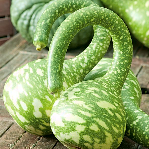 Rare Swan Speckled Swan Bottle Gourds Seeds