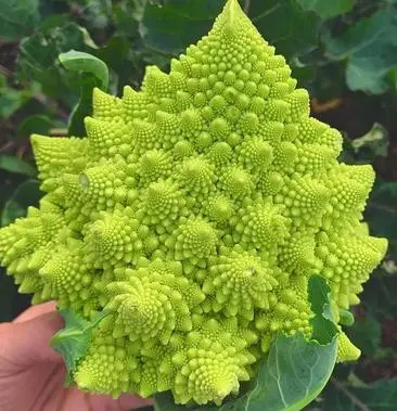 Pagoda Cauliflower Seeds