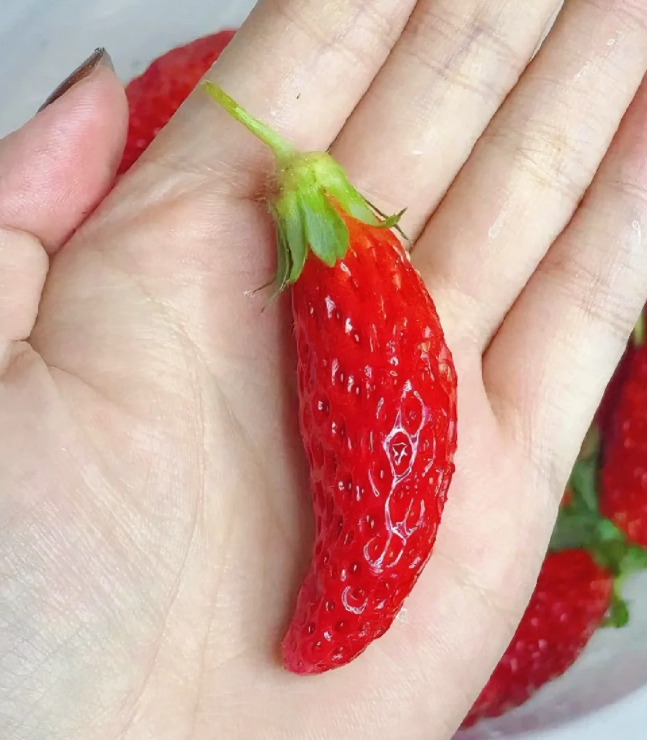 🎉54% OFF💥🔥Rare Chili Strawberry Fruits Seeds🍓🌶️