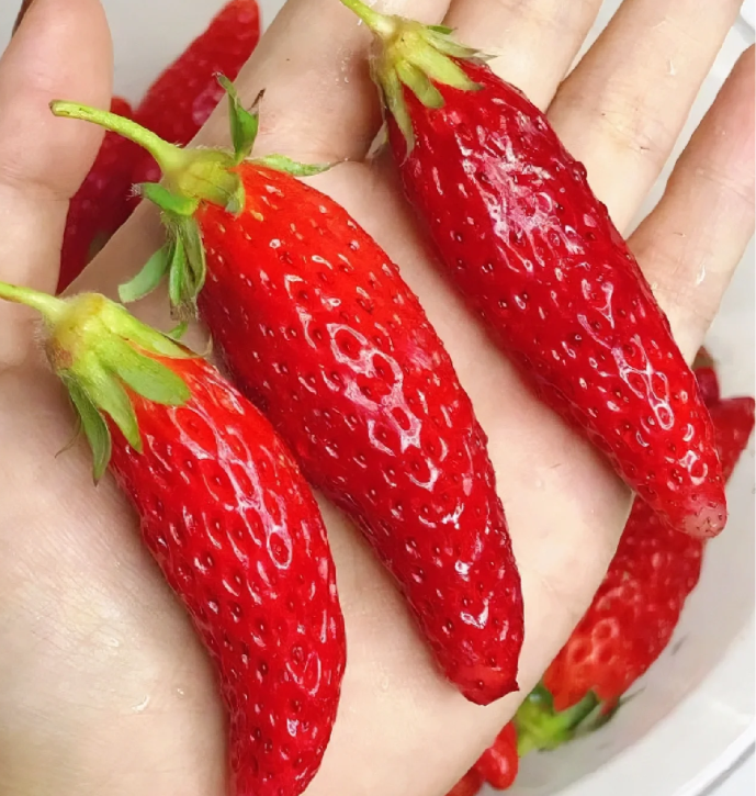 🎉54% OFF💥🔥Rare Chili Strawberry Fruits Seeds🍓🌶️