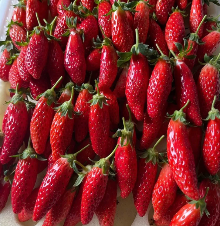 🎉54% OFF💥🔥Rare Chili Strawberry Fruits Seeds🍓🌶️