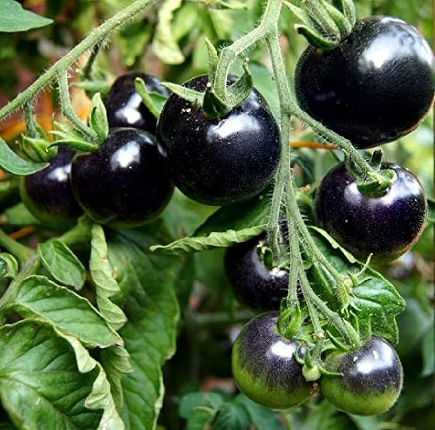 🎉Hot Sale 🍅🖤BLACK BEAUTY TOMATO SEEDS