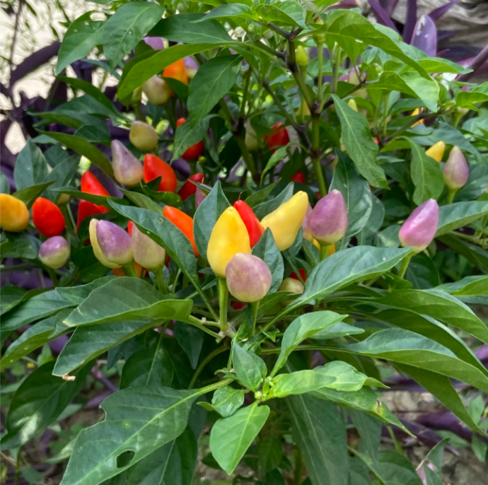 🌶️56% OFF💥🔥Colorful Hot Pepper Seeds🌈
