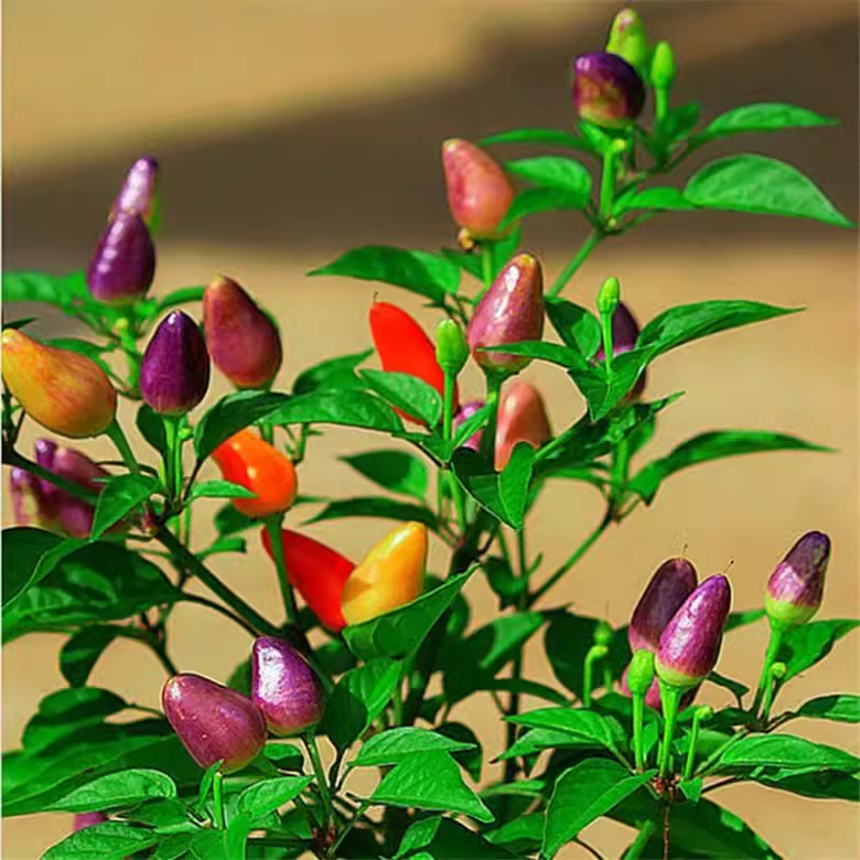 🌶️56% OFF💥🔥Colorful Hot Pepper Seeds🌈