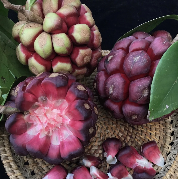✨🔥Limited time 50% OFF😈Devil Fruit~Kadsura Coccinea & Black Tiger Seeds