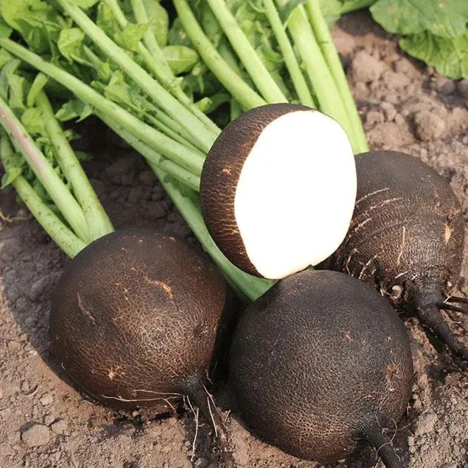 Radish Seeds - Black Spanish Round