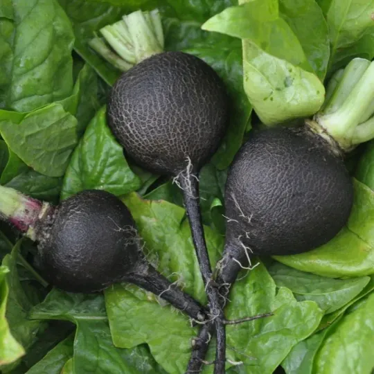 Radish Seeds - Black Spanish Round