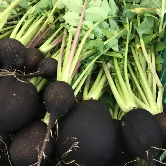 Radish Seeds - Black Spanish Round