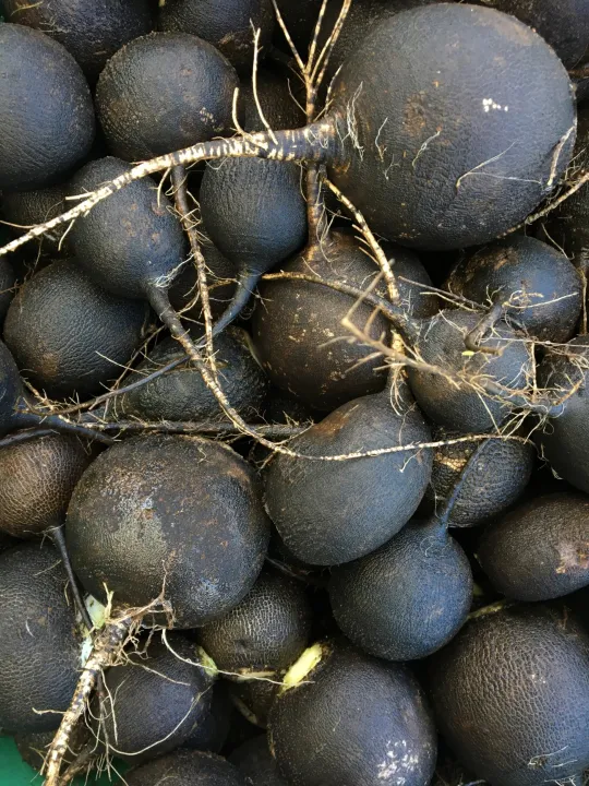 Radish Seeds - Black Spanish Round