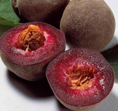💥Winter Sale☃️Blood Peach - Rare Heirloom Fruit🍑